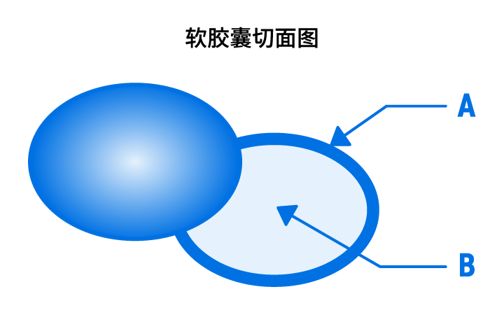 软胶囊切面图