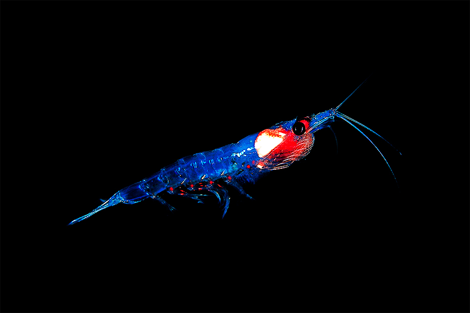 Next-generation Omega-3 krill oil